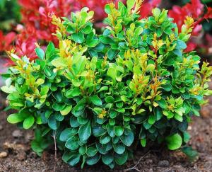 Барбарис Тунберга (Berberis thunbergii Kobold) C3 Н20 - 25