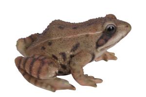 Жаба L15 W12 H7,4см (ПОЛИСТОУН)