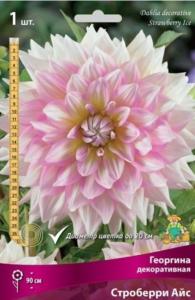 Георгина декоративная Строберри Айс