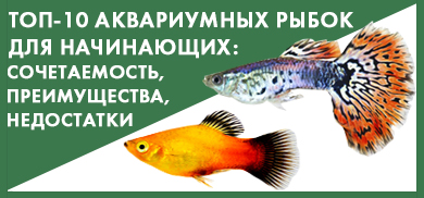Топ-10 аквариумных рыбок для начинающих: преимущества, недостатки, сочетаемость