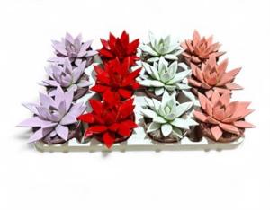 Эхеверия Агавоидес Лав Микс С8,5 Н15