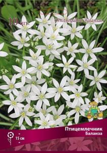 Птицемлечник Баланза 10шт (5-6, h25см)