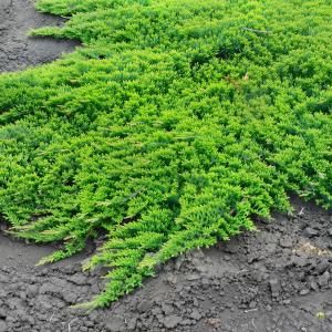 Можжевельник горизонтальный Принц оф Уэльс C 7,5 30-40 1