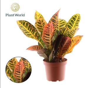 Скриншот 15-08-2025 151754