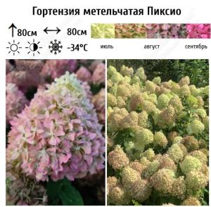 Гортензия метельчатая Пиксио С3