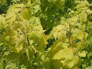 Клен ясенелистный (Acer negundo Auratum) C5 Pa Н140 - 160