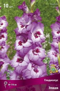 Гладиолус крупноцветковый Элвив (фиолетово-розовый, гофрированный, 10шт, 10-12)