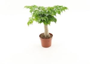 Радермахера Синица Джут Стам С12 Н30 Радермахера Синица Джут Стам С12 Н30