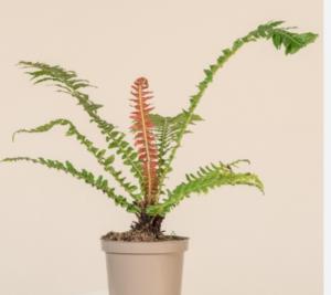 Блехнум Вулкан Бразилии С12 Н30