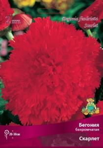 Бегония бахромчатая Скарлет 2шт.4-5