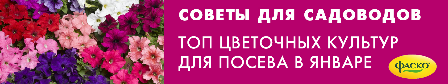 Топ цветочных культур для посева в январе
