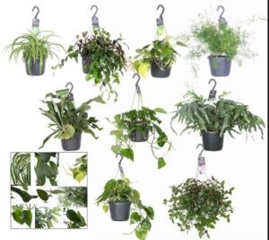 Микс Ампельных растений С17 H35