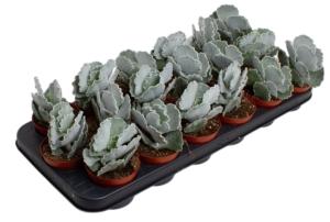 Котиледон ундулата