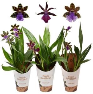 Зигопеталум 1-я Смесь 4+ 12см