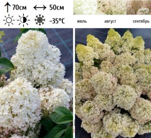 Гортензия метельчатая  Бобо С3 СП-22
