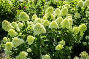 Гортензия метельчатая (Hydrangea paniculata Limelight PBR) C5 Н60 - 80