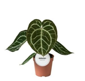 Антуриум Кристаллический 12см
