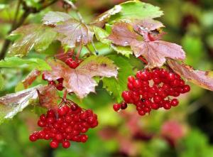 Калина обыкновенная с3