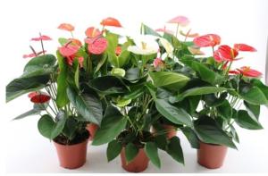 Антуриум андрианум Микс, (D-12) Антуриум андрианум Микс, (D-12)