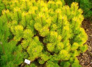 Сосна горная (Pinus mugo Zundert) С2 Н40-50 