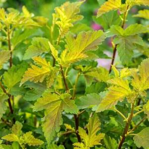 ЛИТЛ ЛИНА1