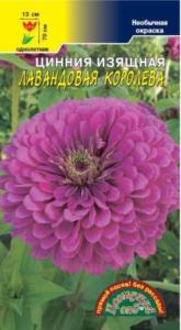 Цинния Лавандовая королева Цвет.сад.