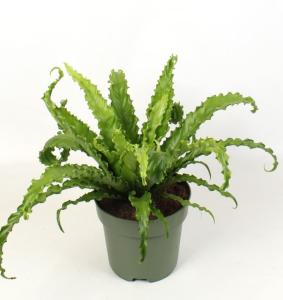 Асплениум Антиквум Осака С21 H45