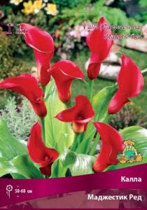 Калла Маджестик Ред 1шт 14-16