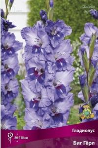 Гладиолус Биг Герл ( 10 шт, 10-12)