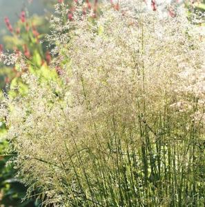 Щучка дернистая (луговик) ТагЬ|Аога (Лавандовая Ферма)