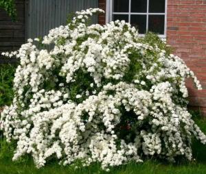 Спирея Вангутта с3