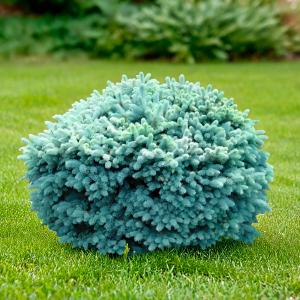 Ель колючая Глаука Глобоза C7,5 1