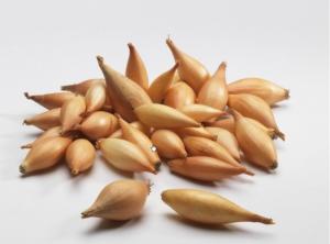 Лук-севок Бамбергер (Олина) 14-21-25кг  Лук-севок Бамбергер (Олина) 14-21-25кг