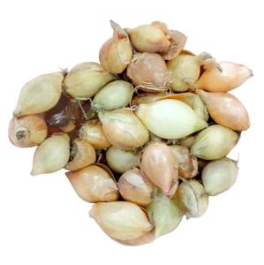 Лук-севок Сеншуй Елоу Глоб (желтый) 9/21 10кг