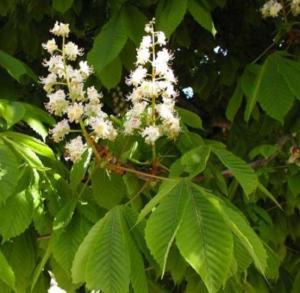 Каштан конский (Aesculus hippocastanum Alek) C5 Н120 - 140