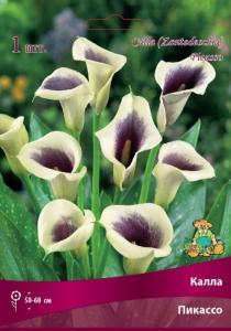 Калла Пикассо 1шт 14-16