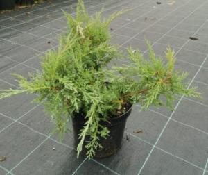 Можжевельник виргинский Хетц (Juniperus virg. Hetz С3)