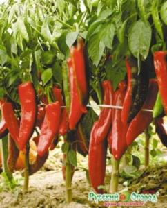 Перец острый Двойное изобилие F1 15шт НК