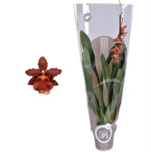 Одонтоглоссум Микс 1-й рукав темно-серого цвета 12см Одонтоглоссум Микс 1-й рукав темно-серого цвета 12см