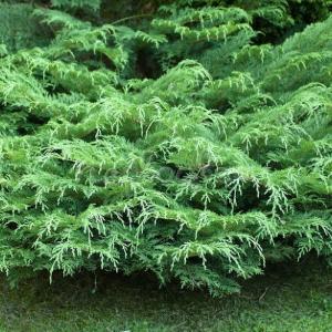 Микробиота Декуссата С3 C 3 20-30 1