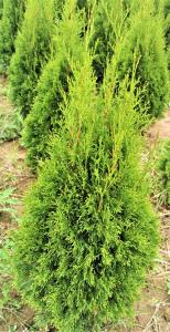 Туя западная Смарагд (Thuja occ. Smaragd 120+ см WRB)