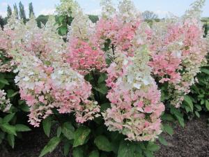 Гортензия метельчатая (Hydrangea paniculata Candlelight) C5 Н40 - 60