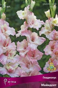 Гладиолус гофрированный Майндсет (розово-кремовый, 5шт, 12-14)