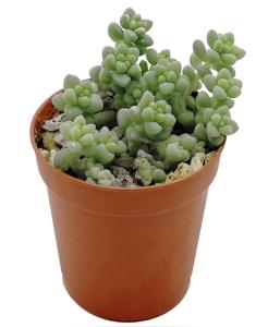 Очиток Буррито, пал. (D-9) Очиток Буррито, пал. (D-9)