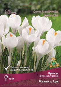 Крокус Крупноцветковый Жанна д'Арк 10шт ( белый, 7/8, h15см)