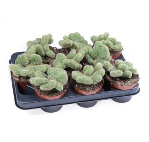 Кактус Хильдевинтера Аурейспина Крестата С10,5 Н12,5