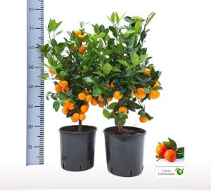 Цитрус Каламондин На стебле 21см Цитрус Каламондин На стебле 21см