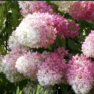 Гортензия метельчатая Долли С3 (ГРС)