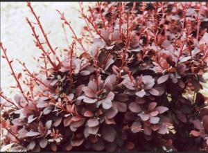 Барбарис тунберга Кармен v2 Lav