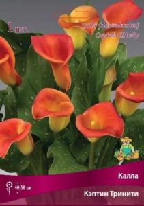 Калла Кэптин Тринити 1шт 14-16